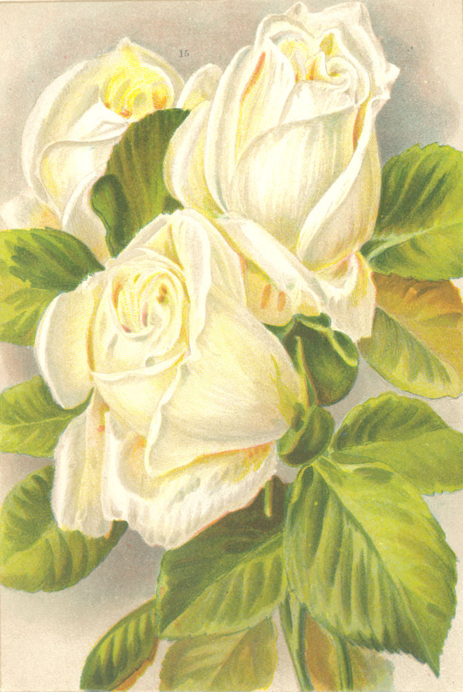 ROSES. Niphetos 1903 old antique vintage print picture